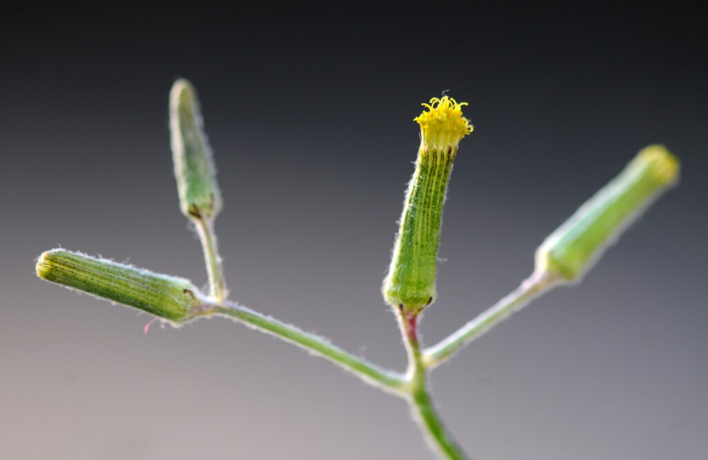 Senecio quadridentatus (hero image)