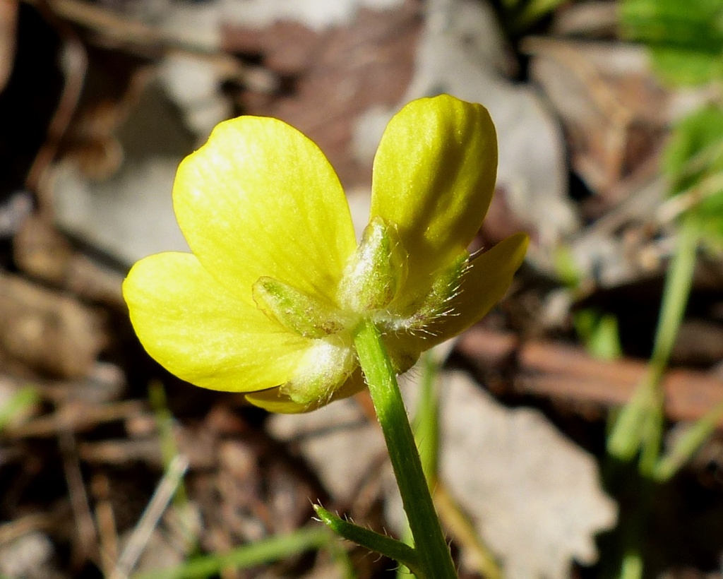 Ranunculus pachycarpus (hero image)