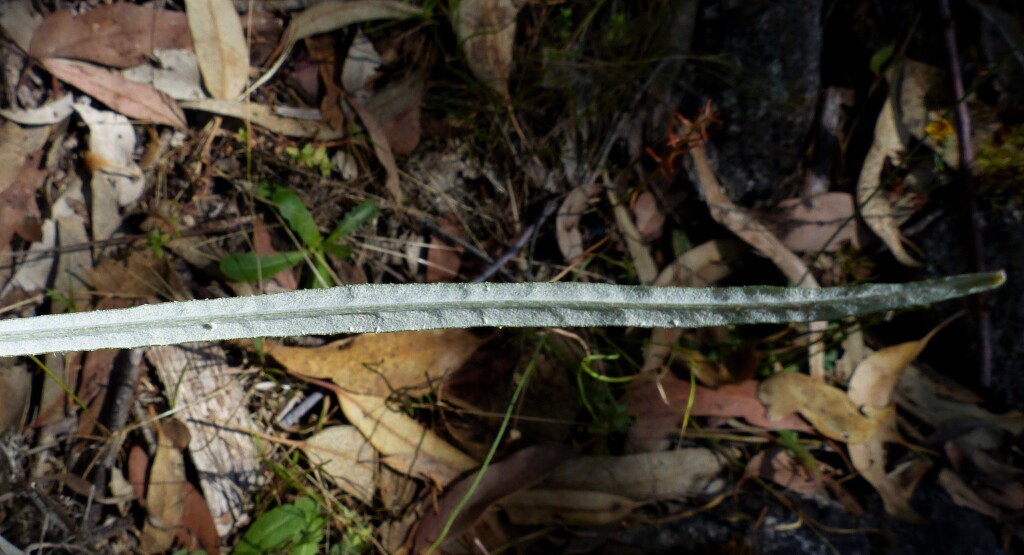 Senecio quadridentatus (hero image)