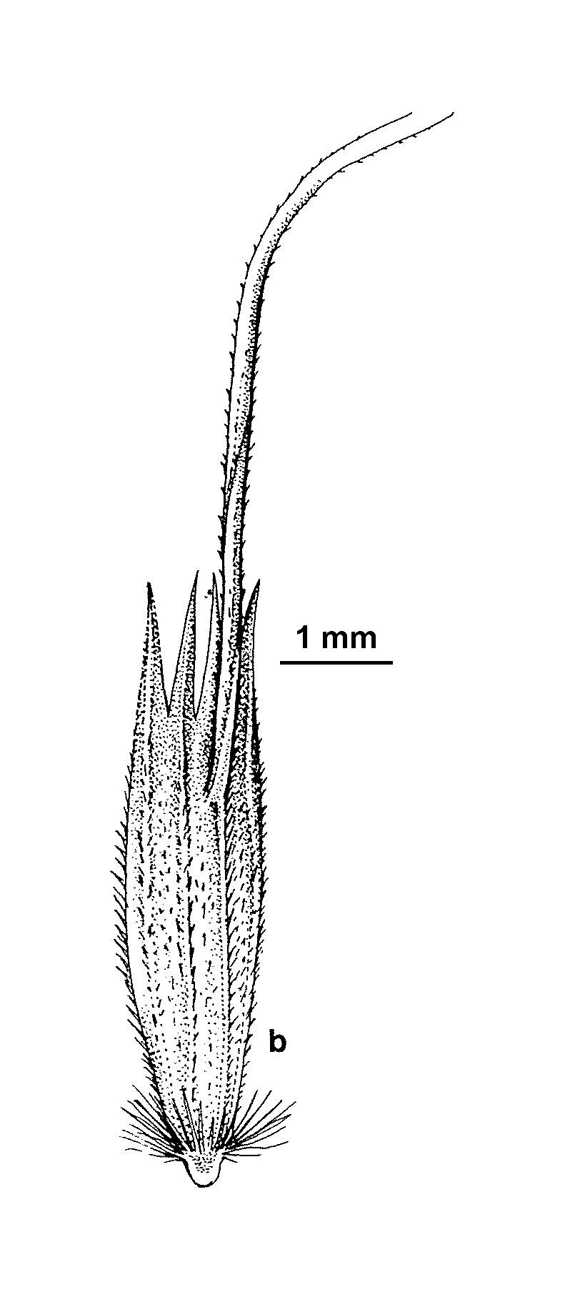 Amphibromus recurvatus (hero image)