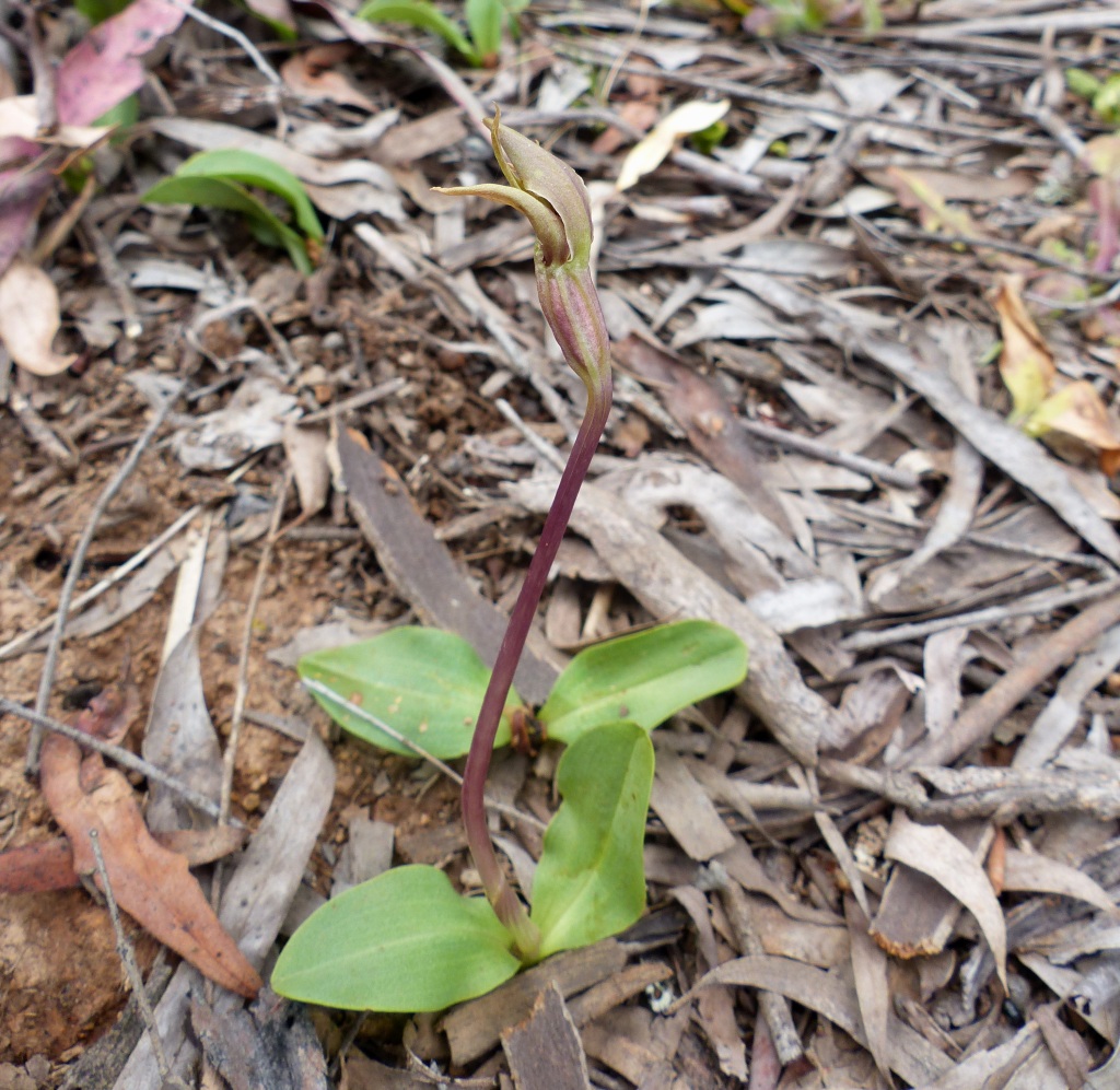 Chiloglottis valida (hero image)