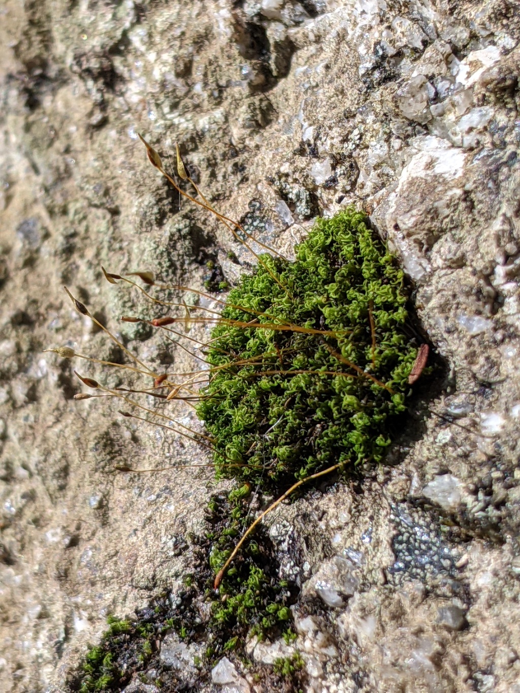 Dicranoweisia microcarpa (hero image)