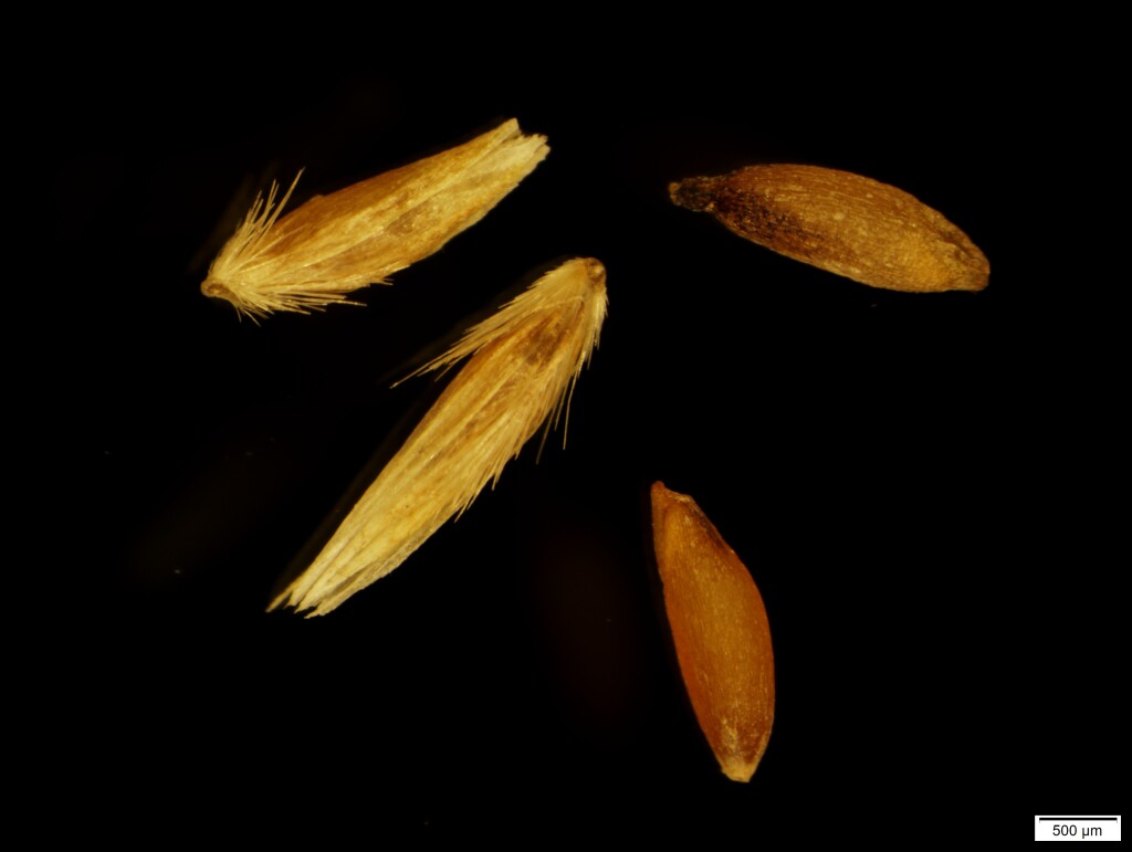 Deschampsia cespitosa (hero image)