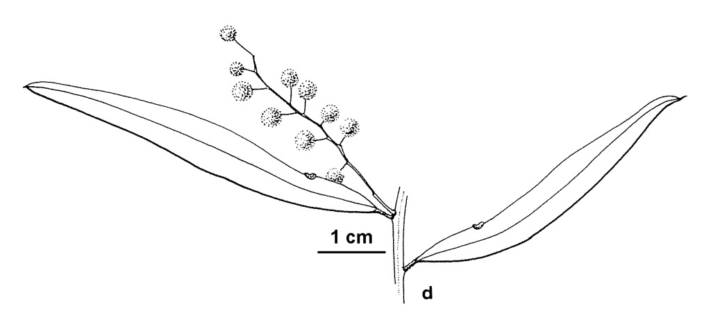 Acacia prominens (hero image)