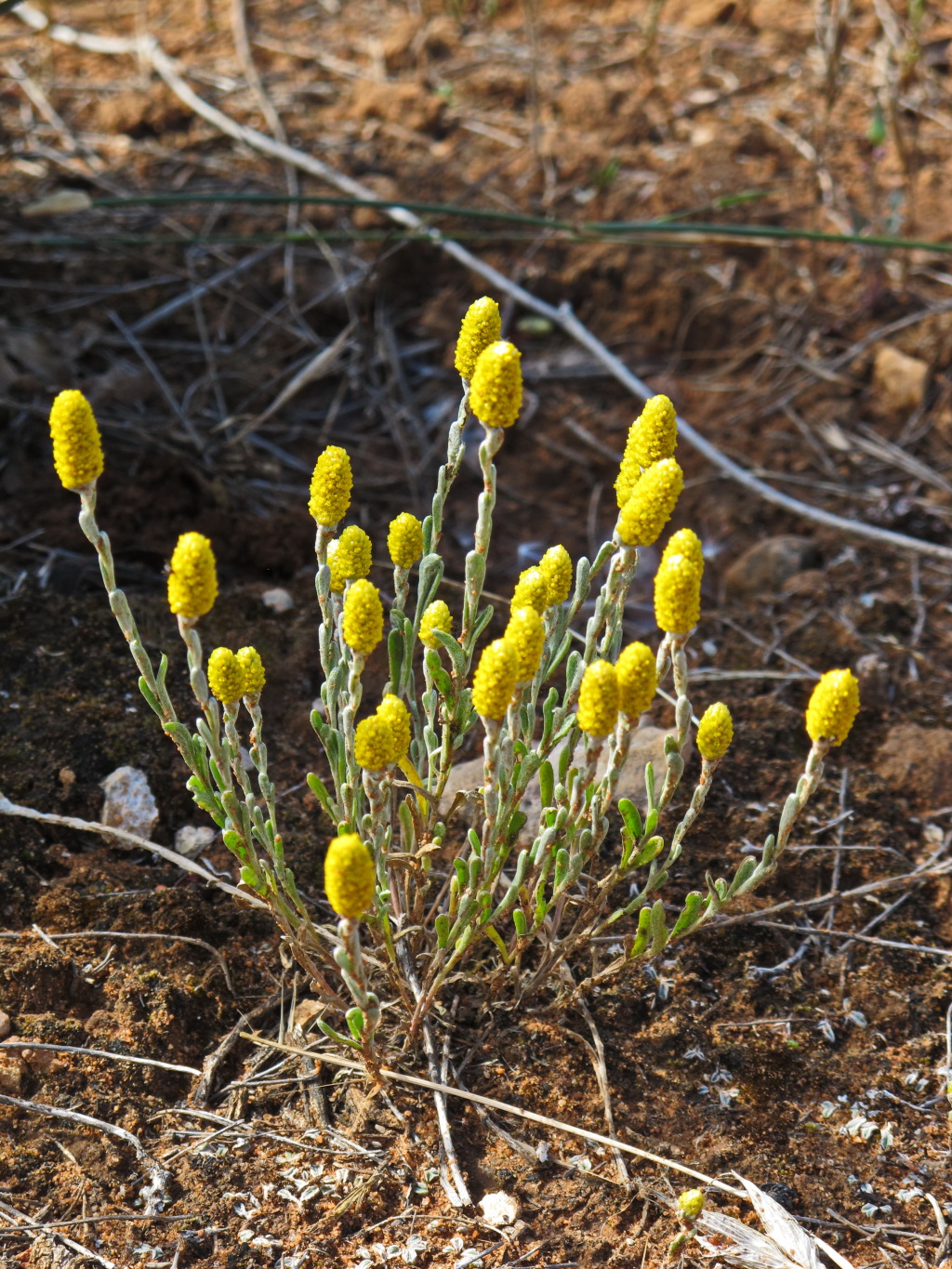 Angianthus tomentosus (hero image)