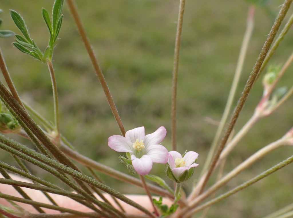 Geranium sp. 3 (hero image)