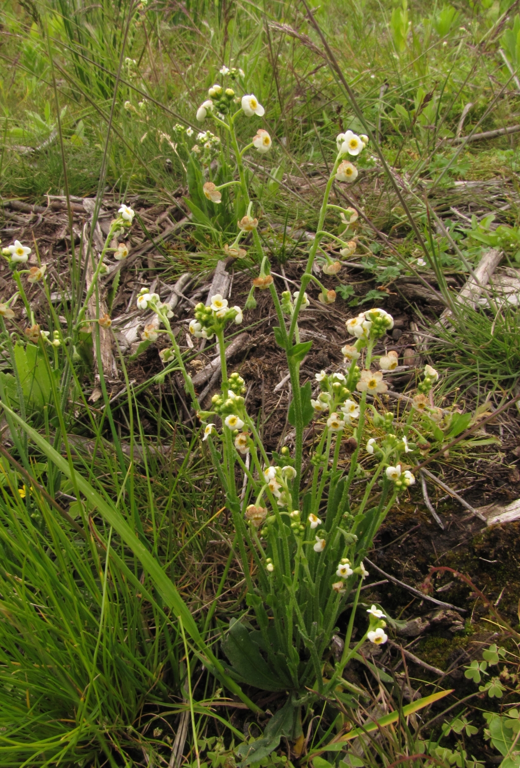 Boraginaceae (hero image)