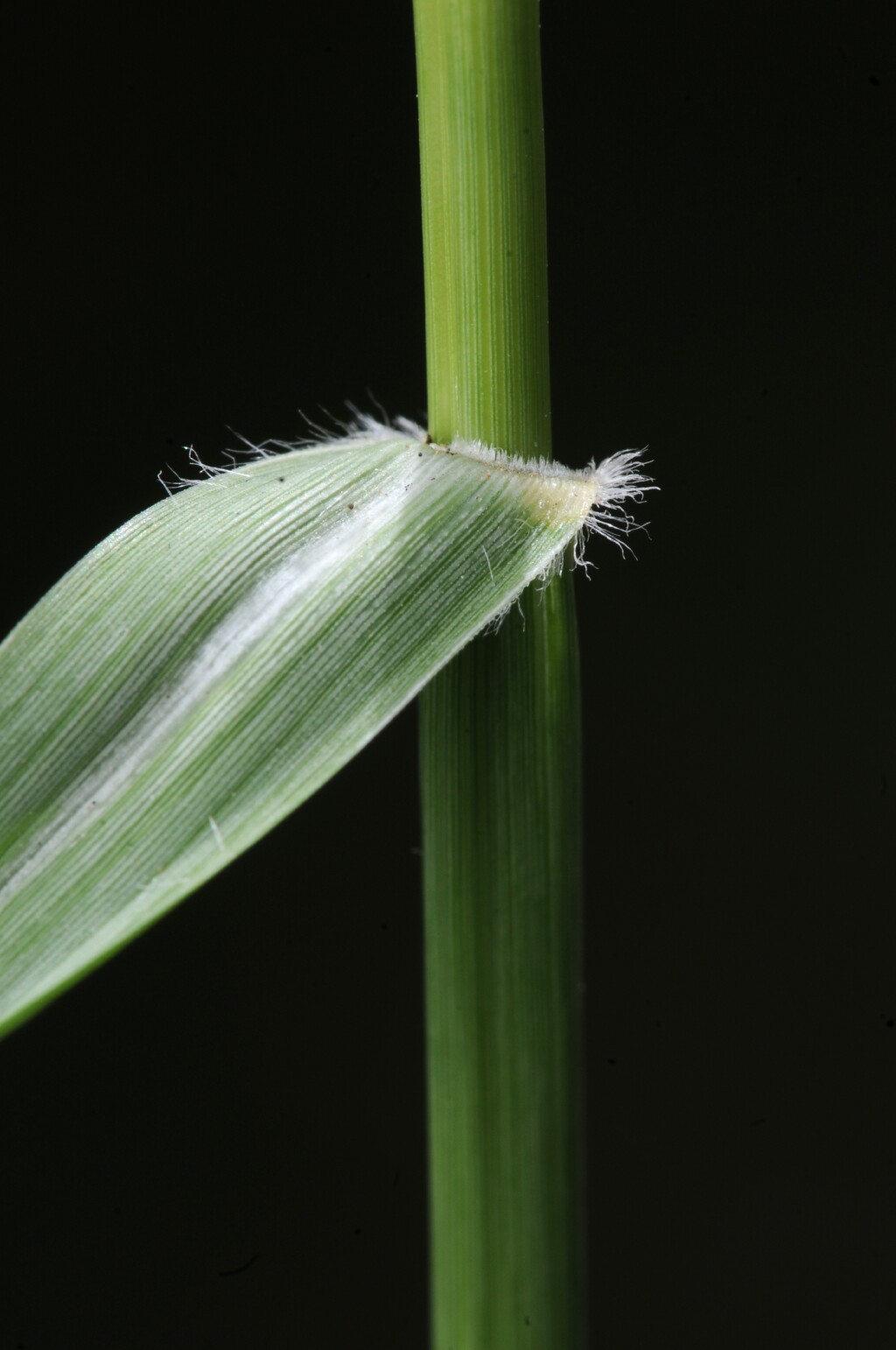 Sporobolus africanus (hero image)