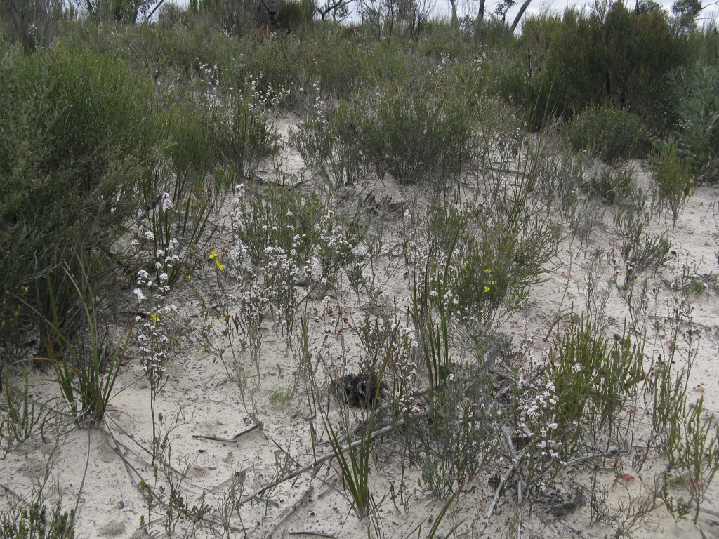 Leucopogon costatus (hero image)