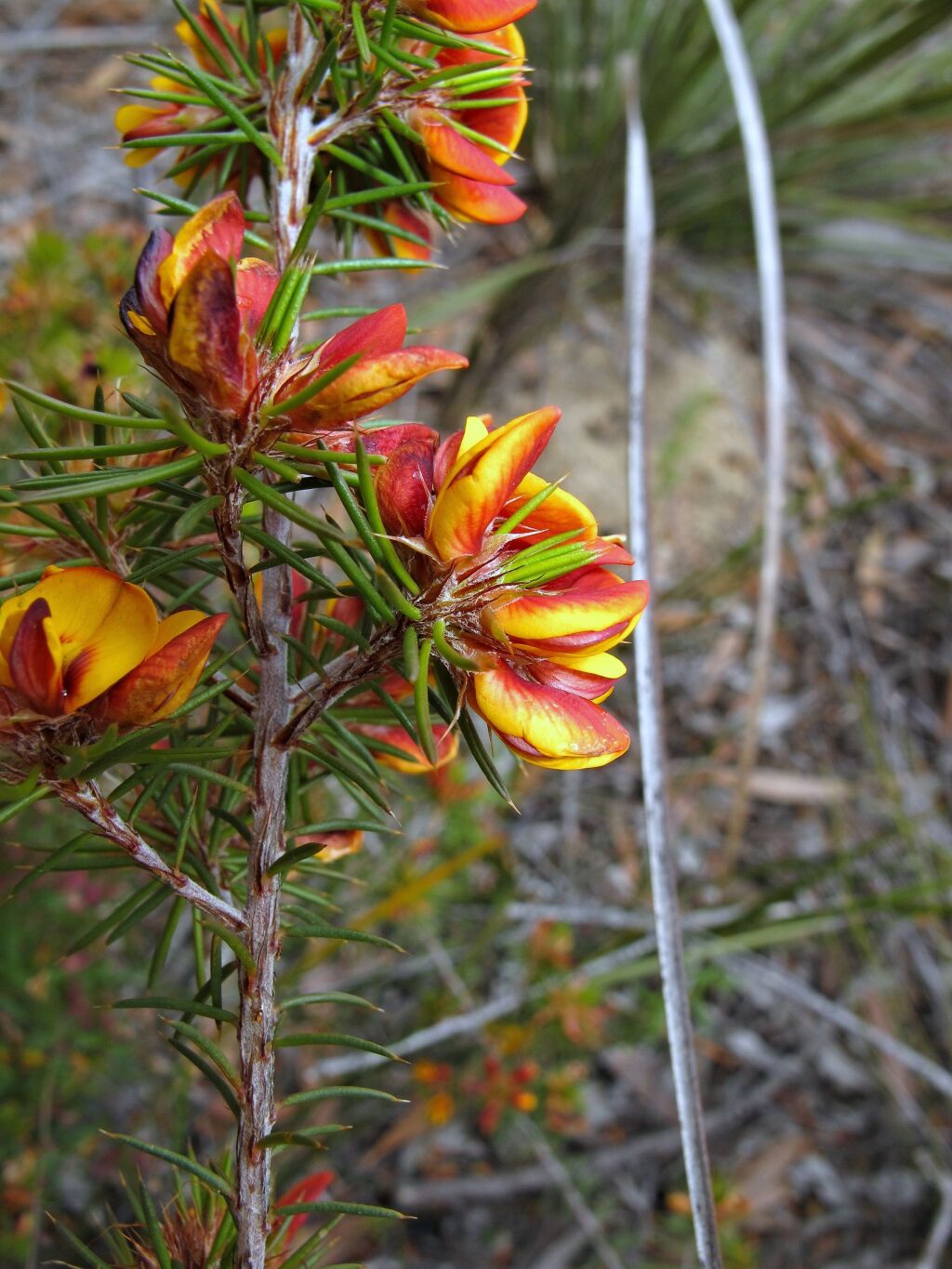 Pultenaea acerosa (hero image)