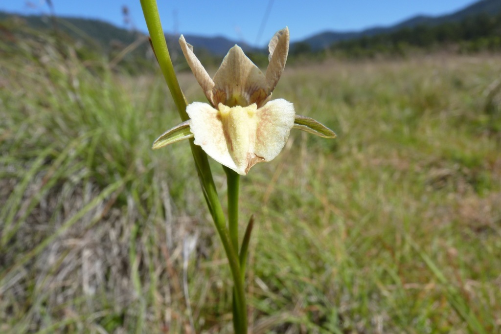 Diuris ochroma (hero image)