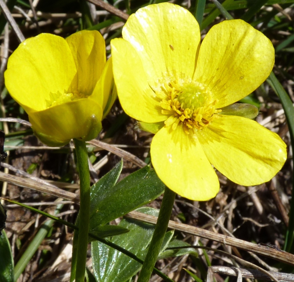 Ranunculus victoriensis (hero image)