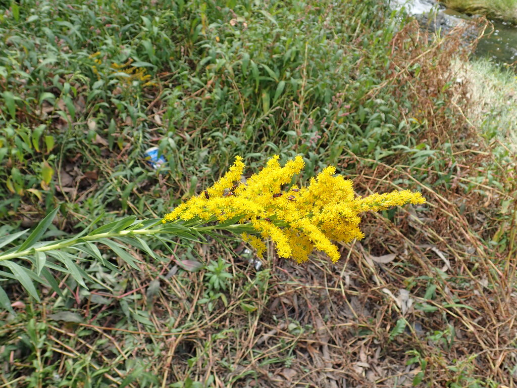 Solidago chilensis (hero image)