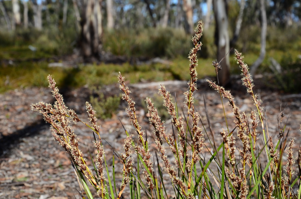 Lepidosperma (hero image)