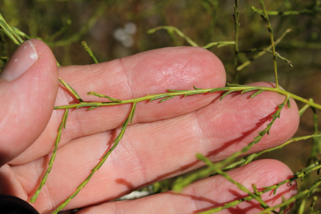 Olearia passerinoides (hero image)