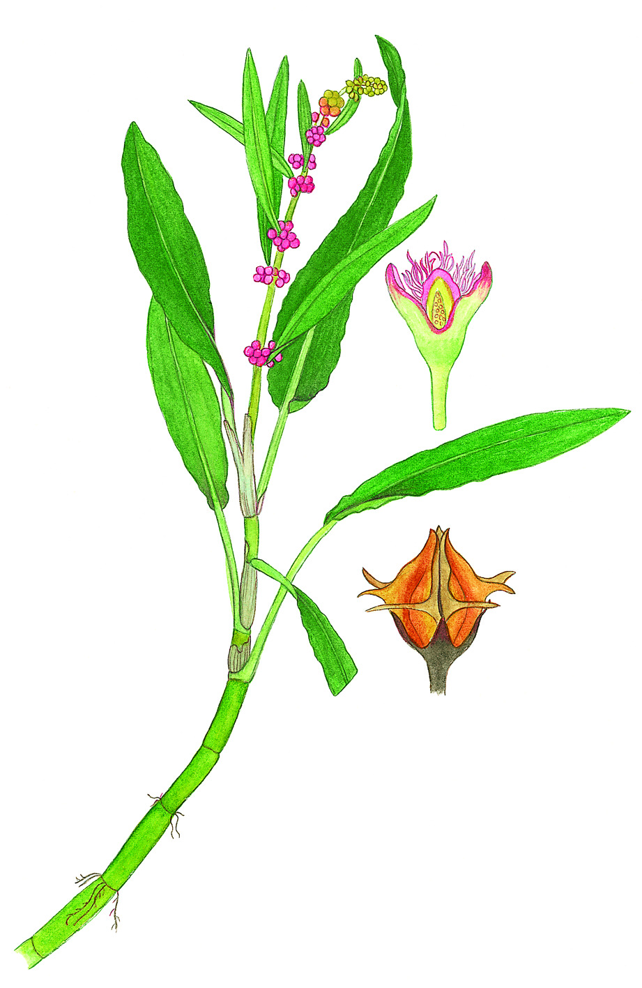 Rumex bidens (hero image)