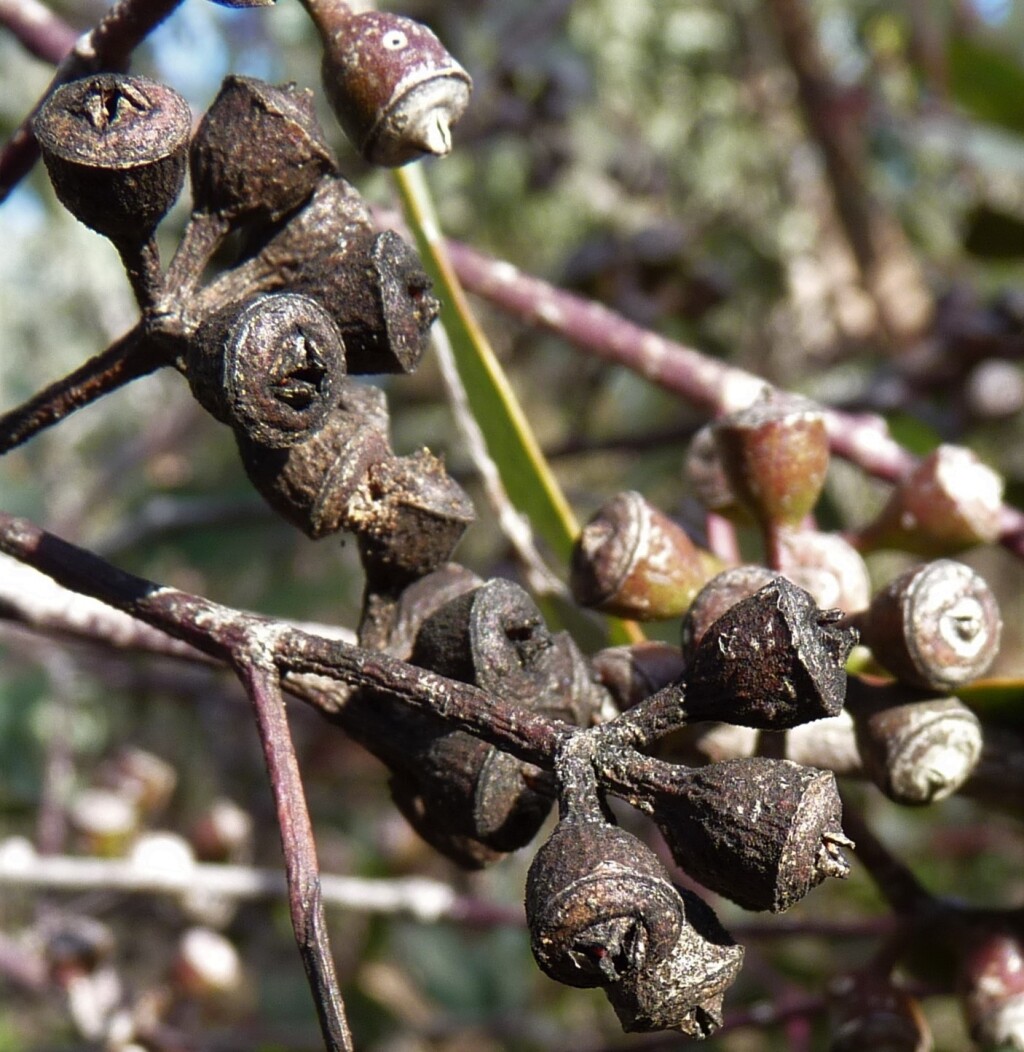 Eucalyptus blakelyi (hero image)