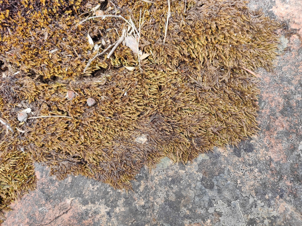 Rhacocarpus (hero image)