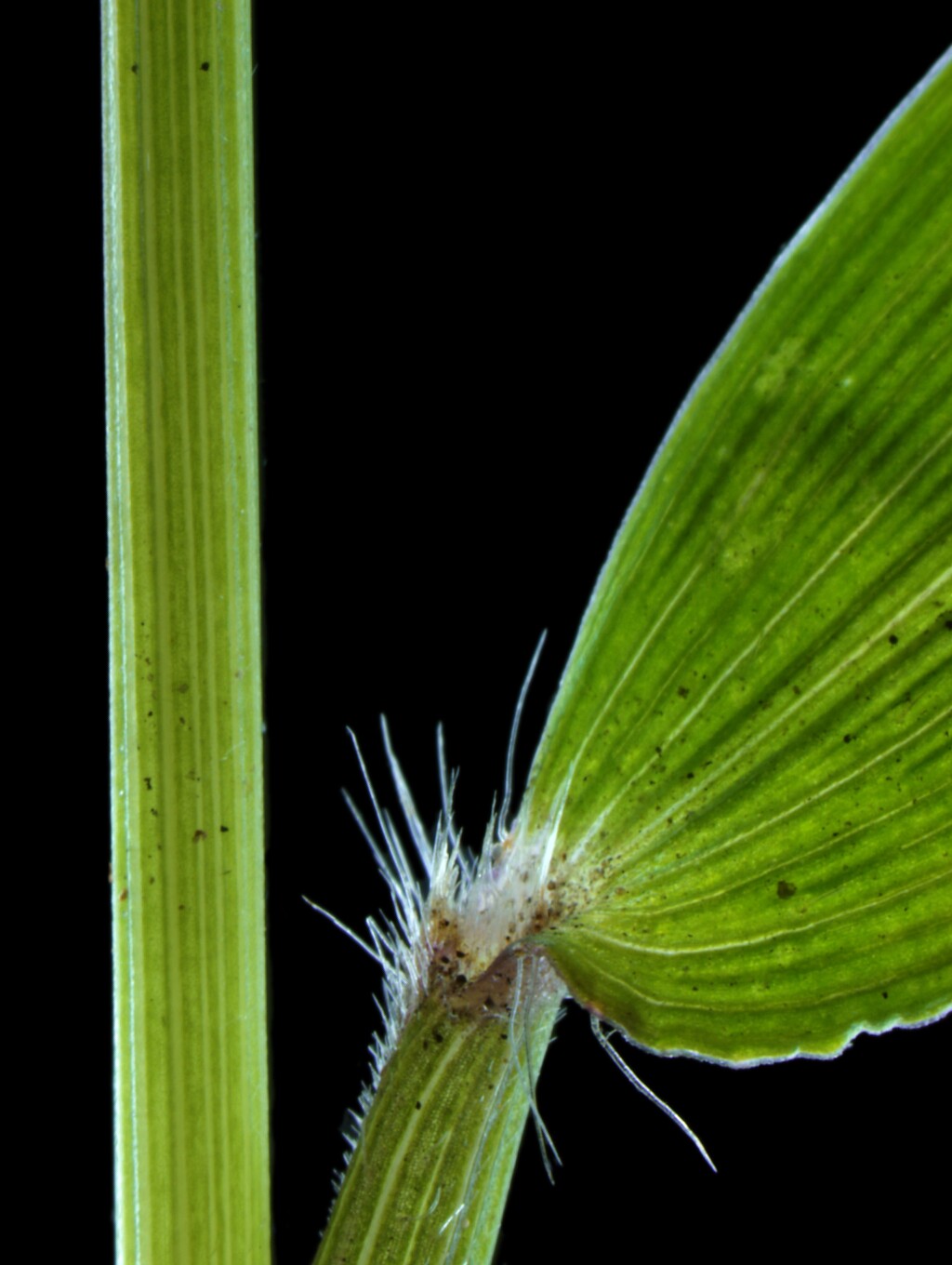 Oplismenus hirtellus (hero image)