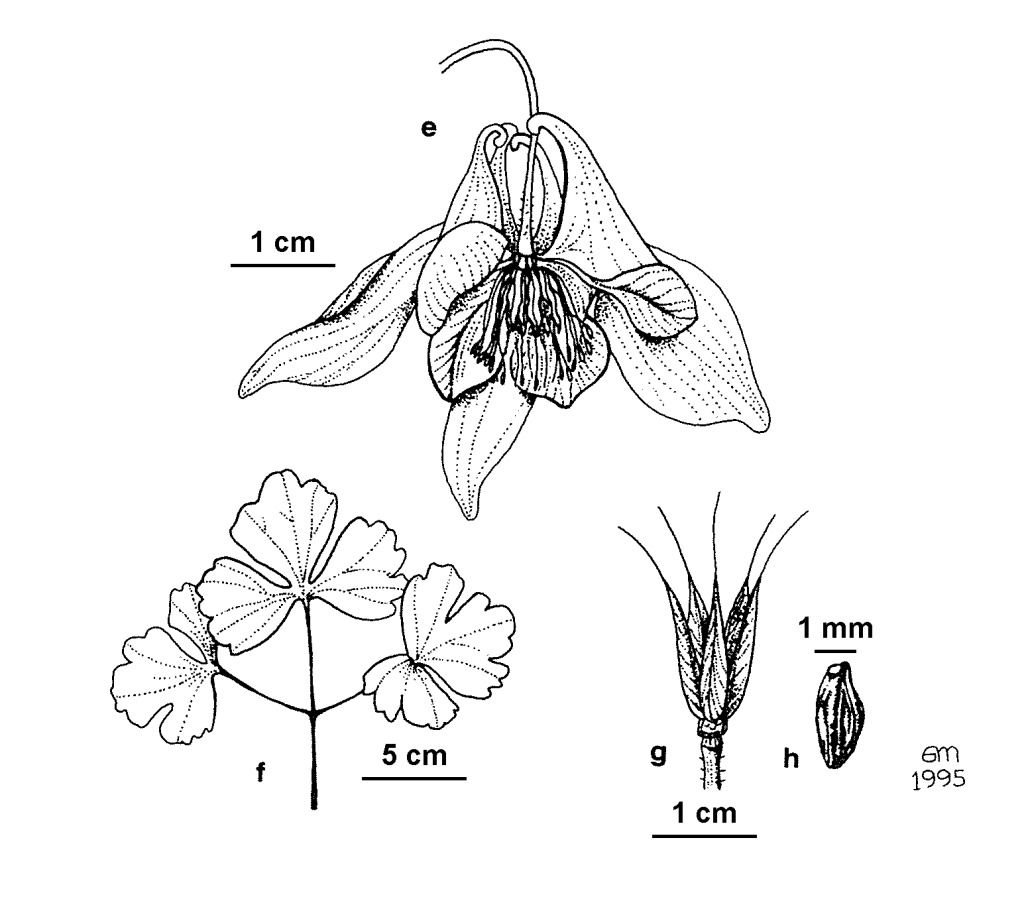 Aquilegia vulgaris (hero image)