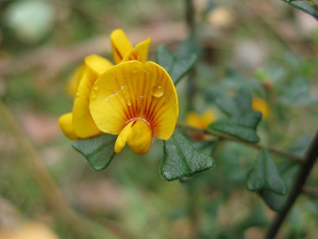 Pultenaea (hero image)