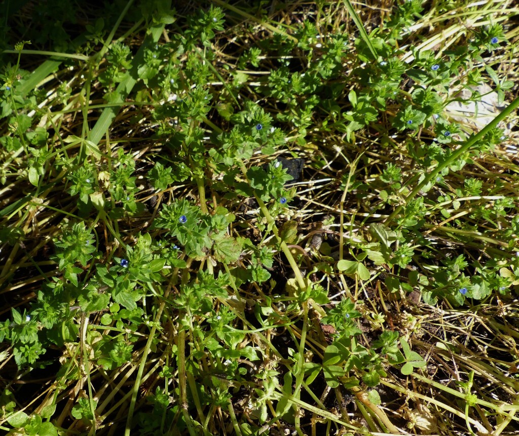 Veronica arvensis (hero image)