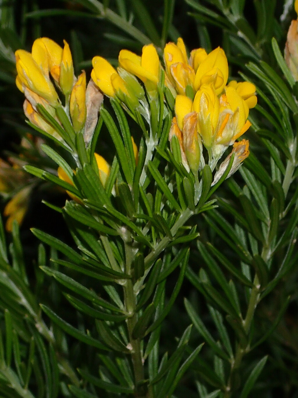 Genista (hero image)