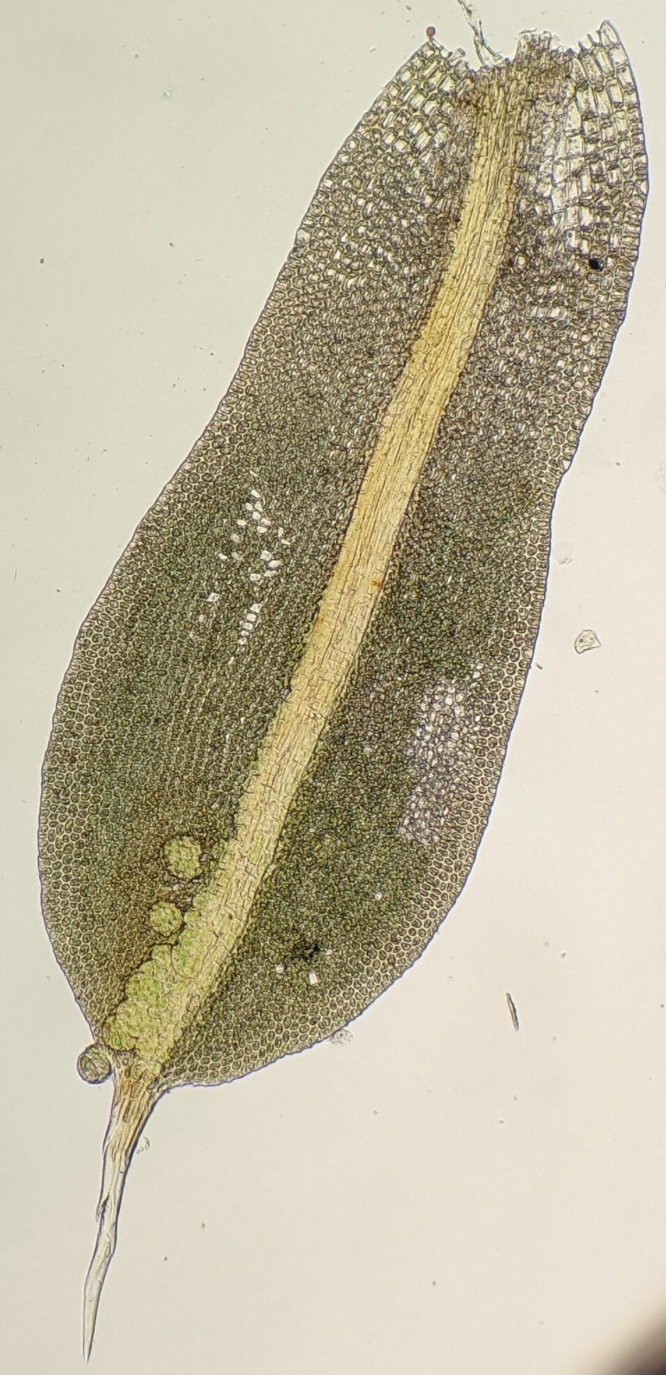 Syntrichia papillosa (hero image)