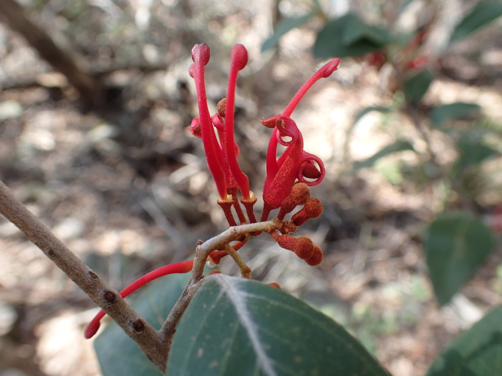 Grevillea burrowa (hero image)