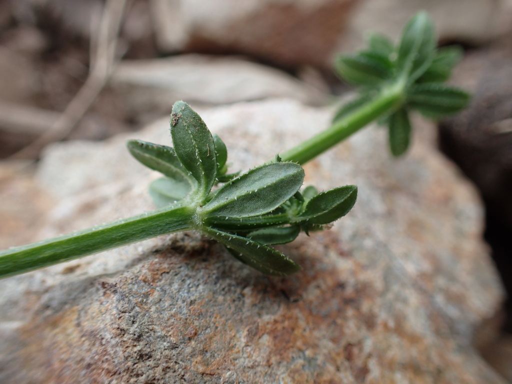 Galium liratum (hero image)