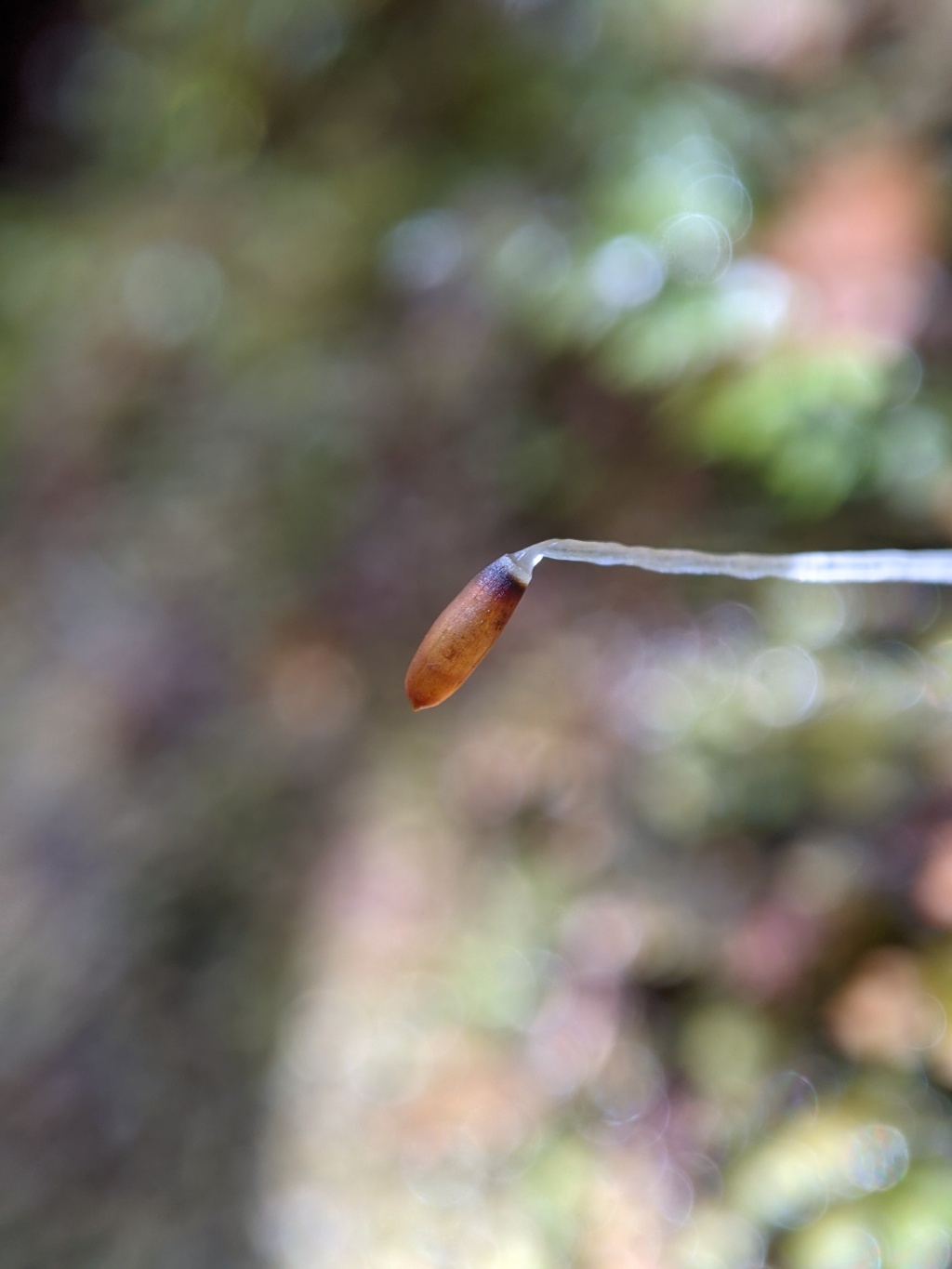 Lepidolaenaceae (hero image)