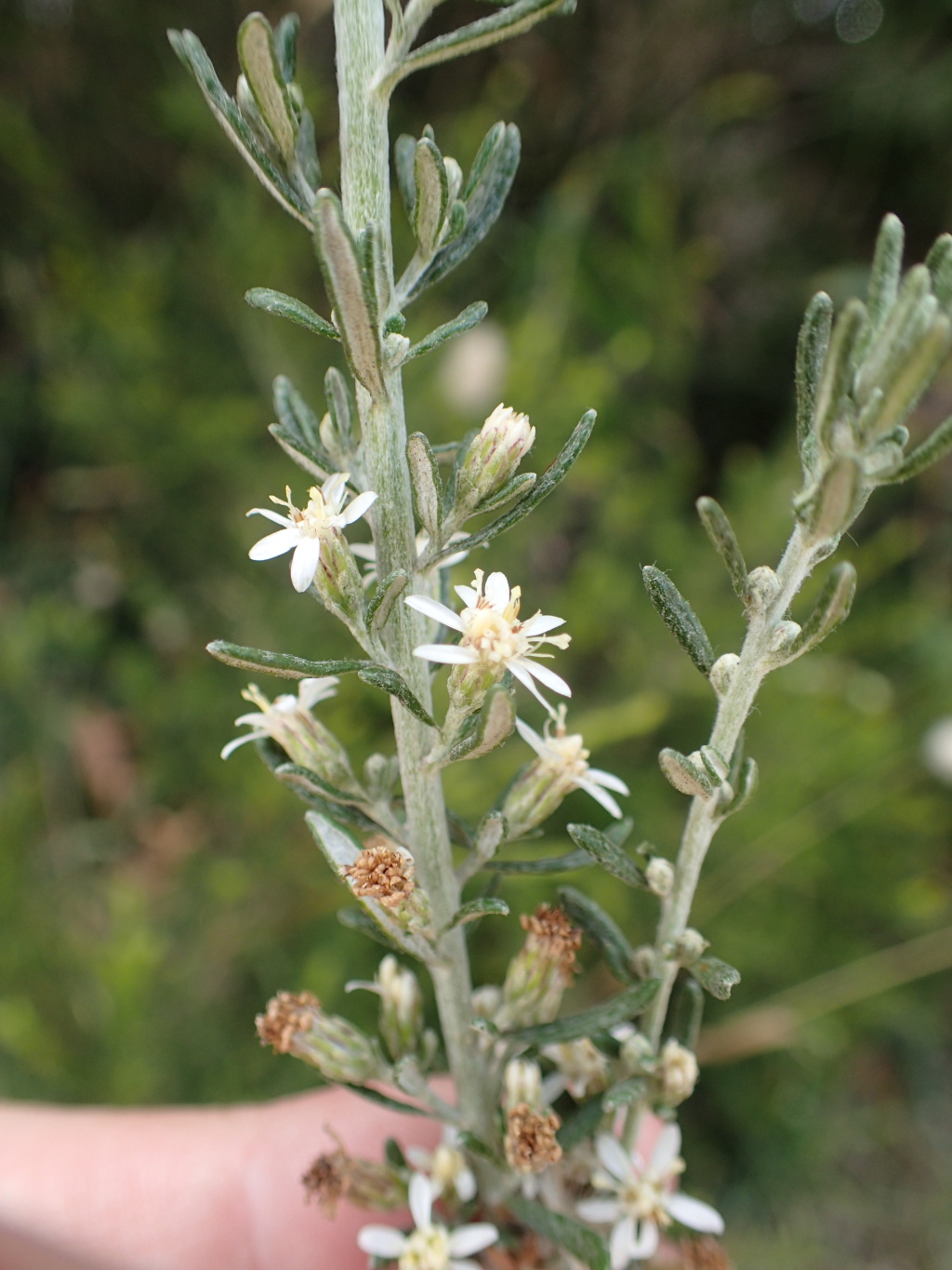 Olearia axillaris (hero image)