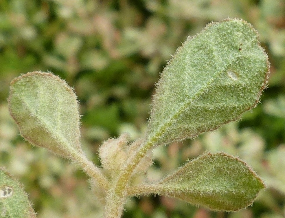 Molluginaceae (hero image)