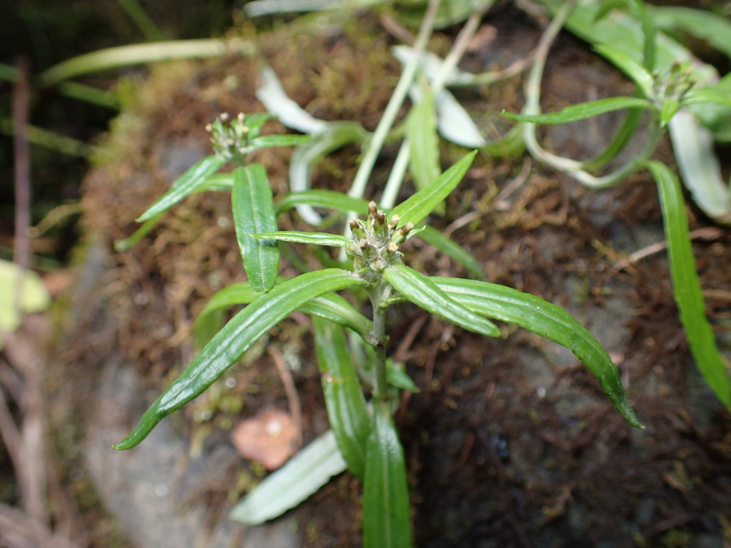 Euchiton limosus (hero image)