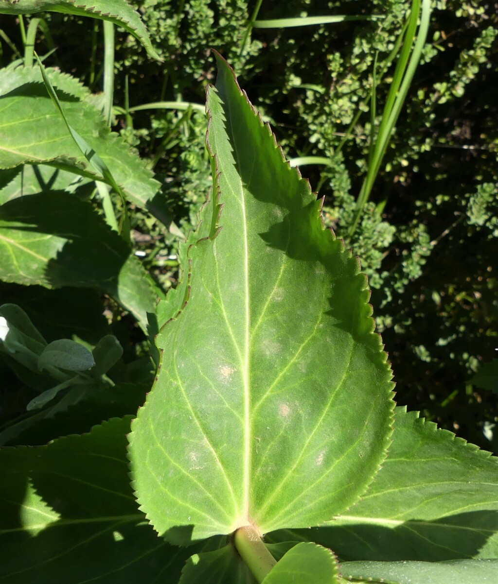 Veronica derwentiana subsp. maideniana (hero image)