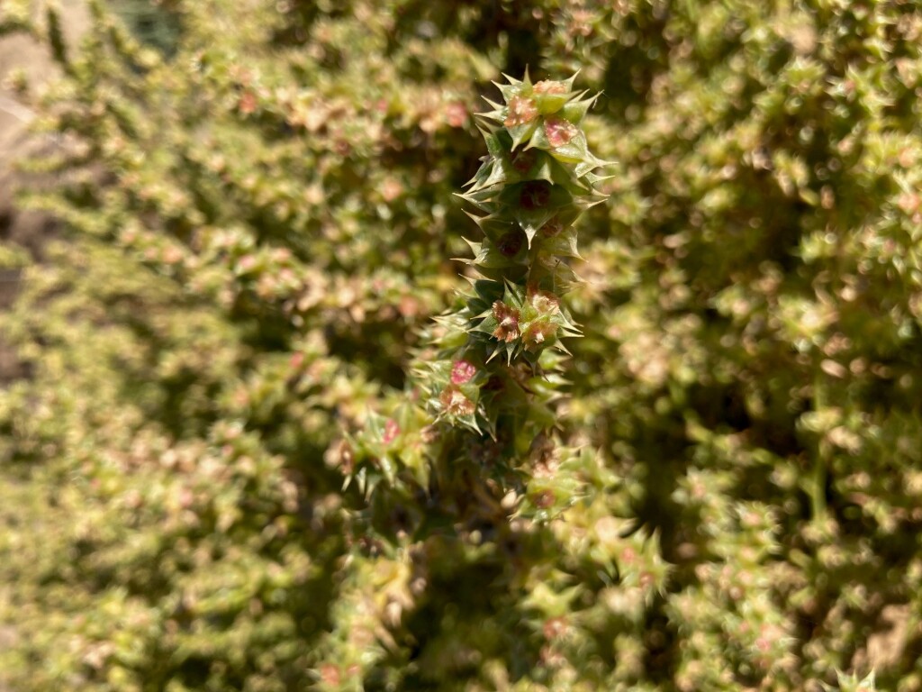 Salsola tragus subsp. pontica (hero image)