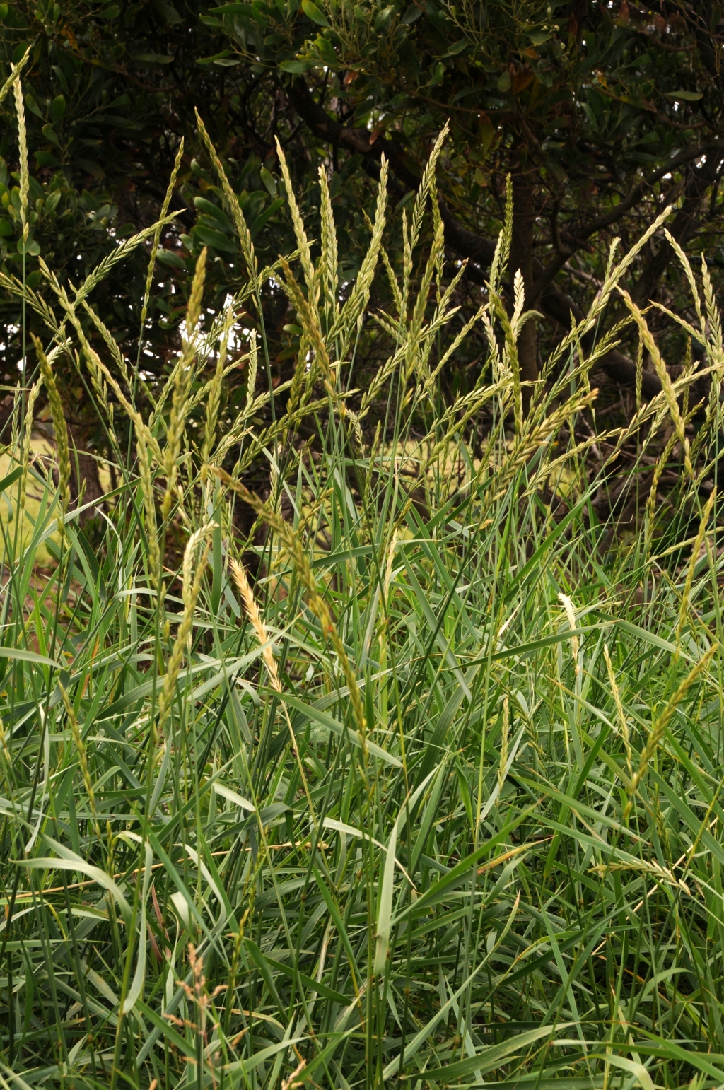 Elymus repens (hero image)
