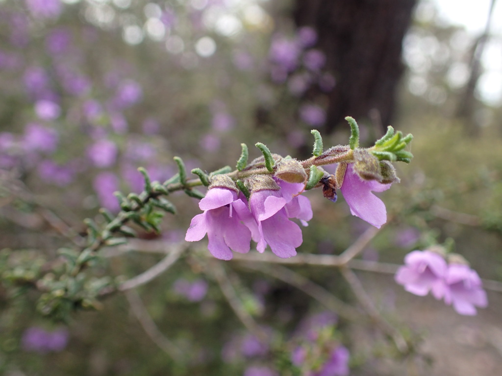 Prostanthera decussata (hero image)