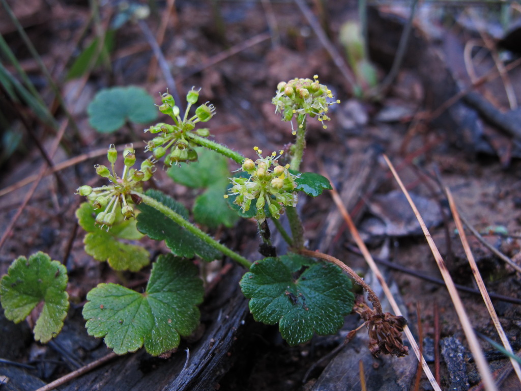 Araliaceae (hero image)