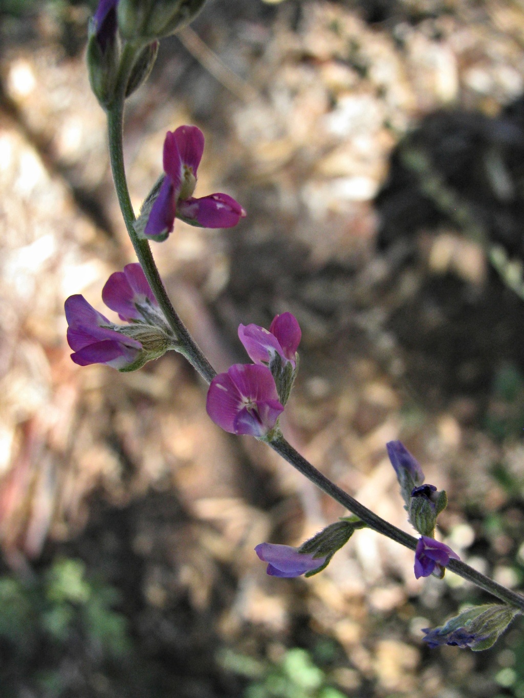 Cullen australasicum (hero image)