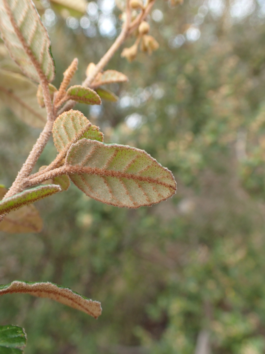 Pomaderris halmaturina subsp. continentis (hero image)