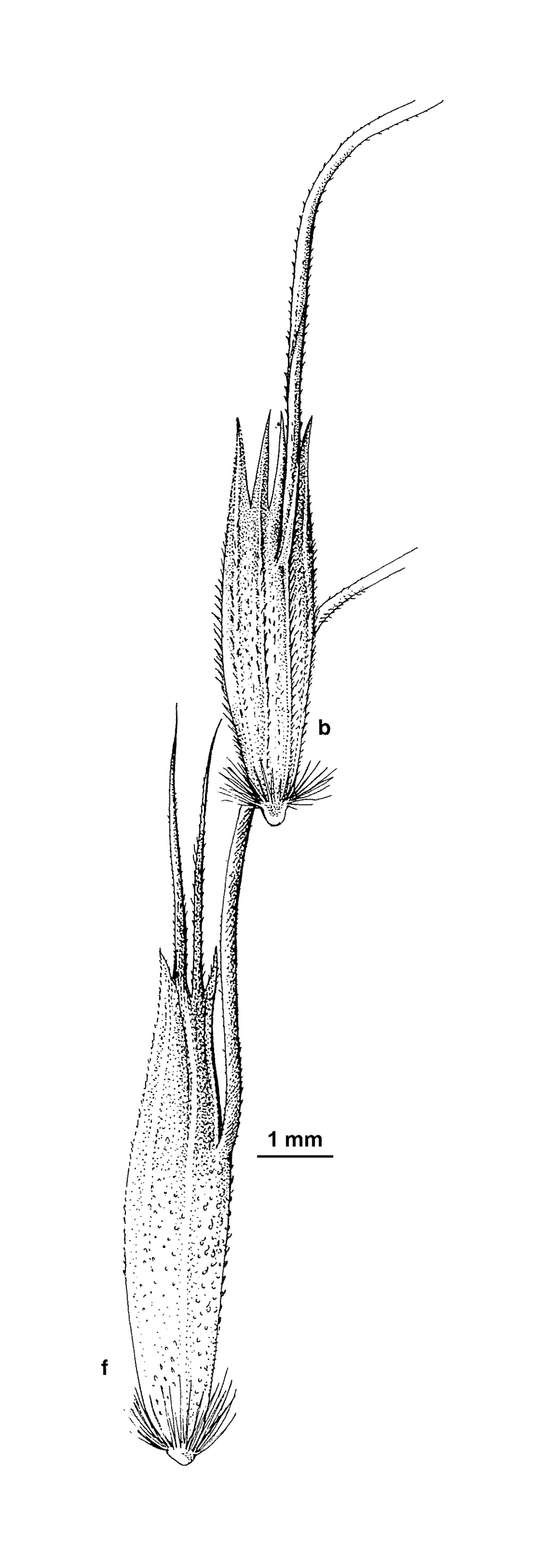 Amphibromus archeri (hero image)