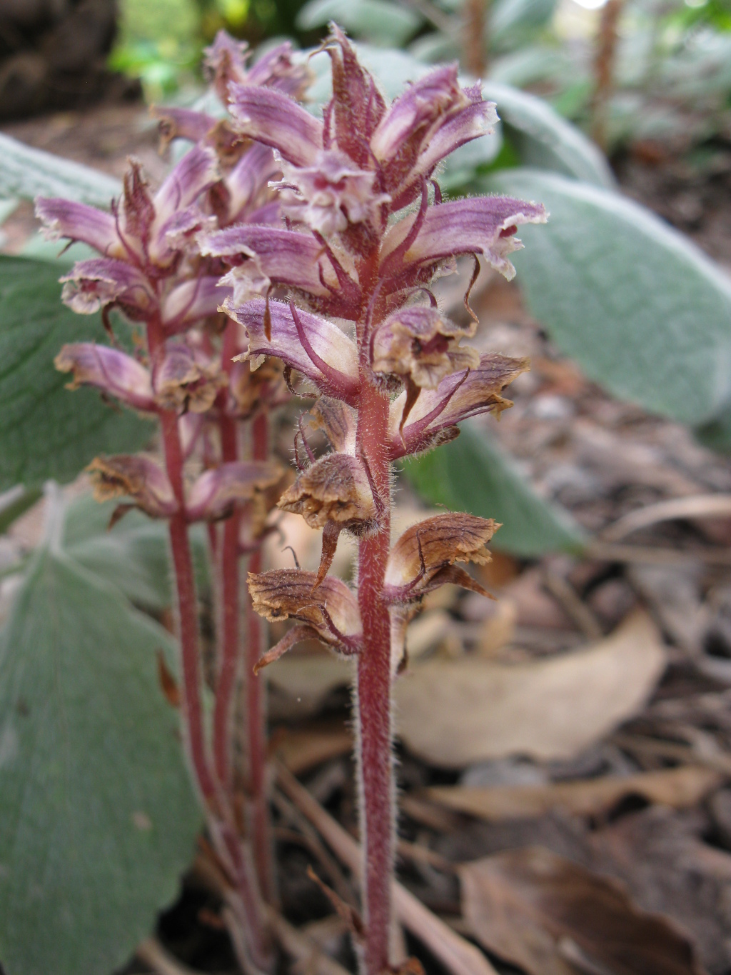 Orobanche (hero image)