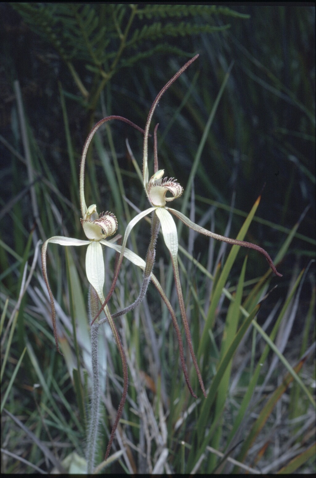 Caladenia fragrantissima (hero image)