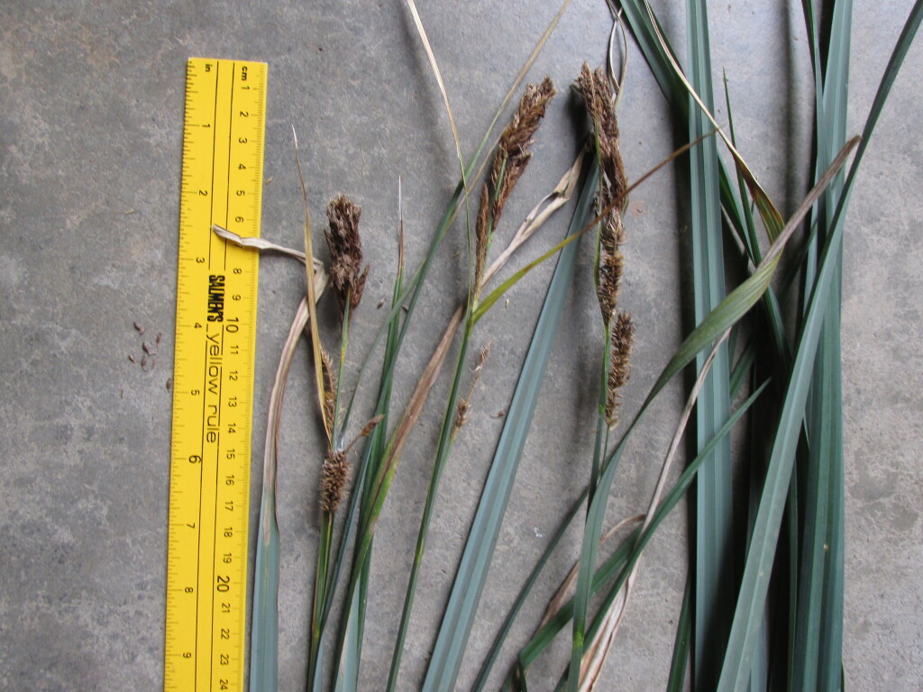 Carex riparia (hero image)