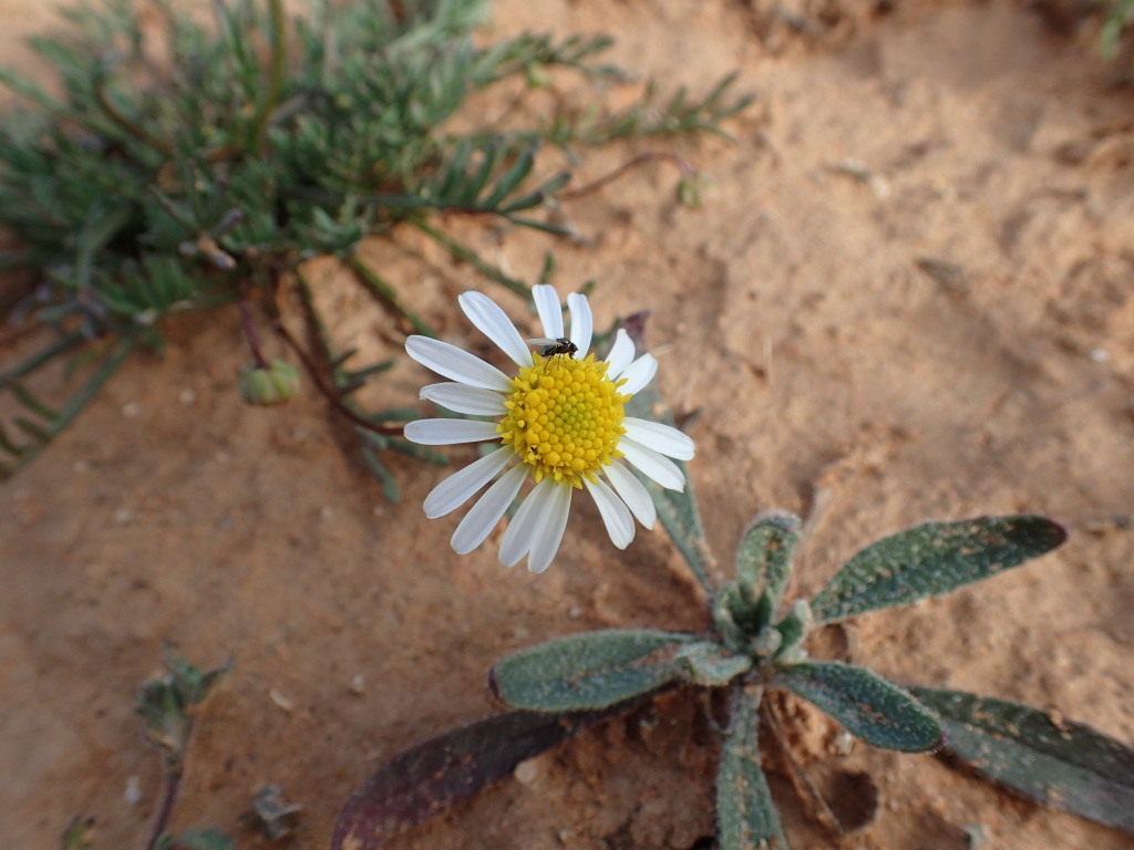 Brachyscome dichromosomatica (hero image)