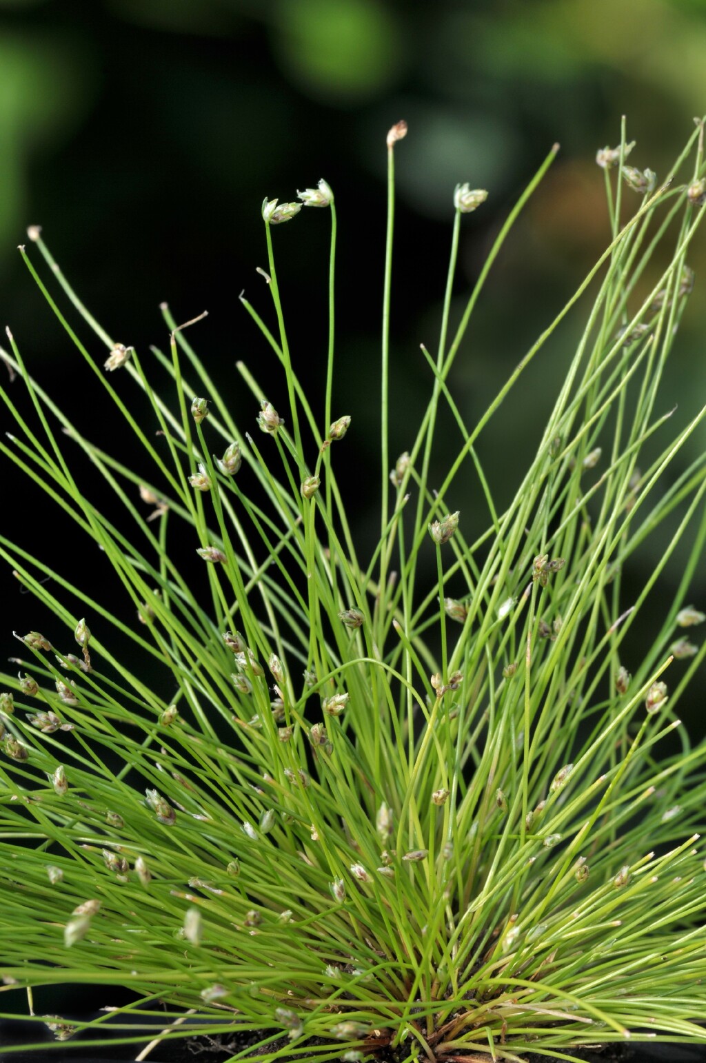 Isolepis platycarpa (hero image)