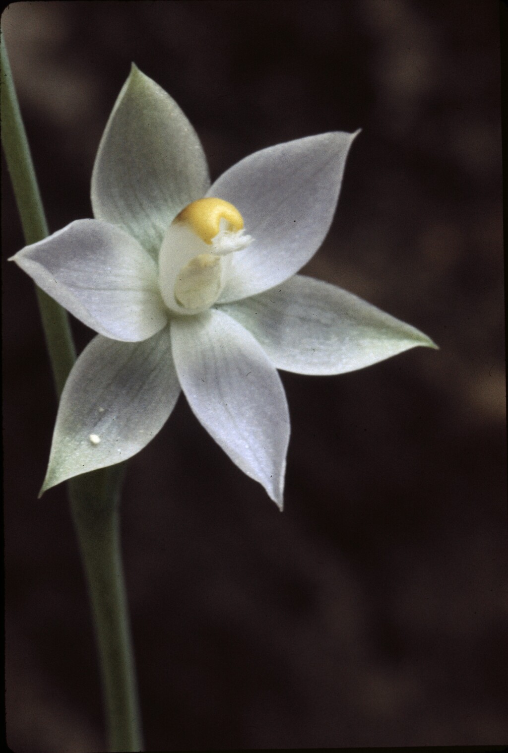 Thelymitra pauciflora (hero image)