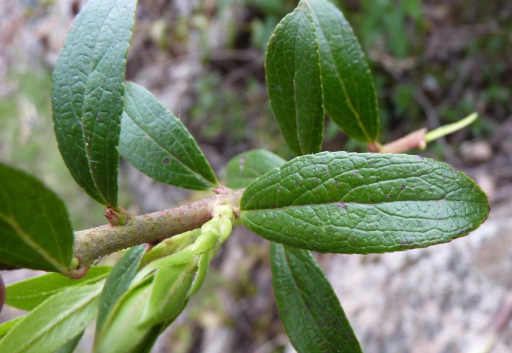 Ericaceae (hero image)