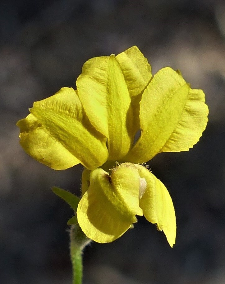 Goodenia gracilis (hero image)